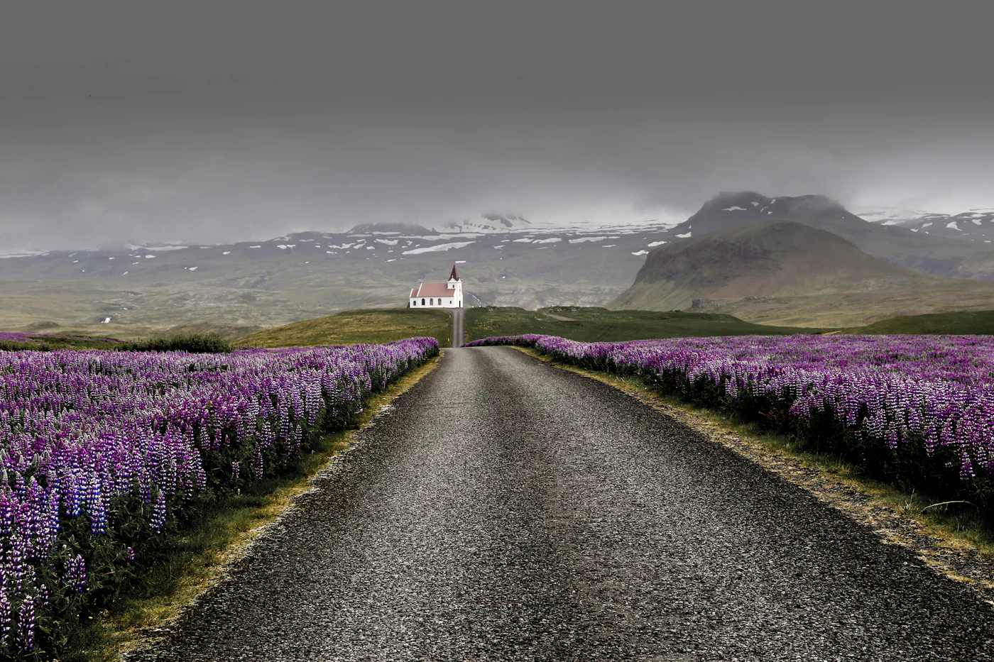 A road lined with purple lupins leading to a small red-roofed church